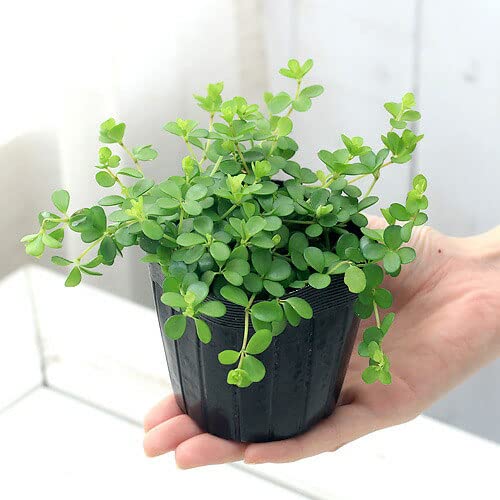 観葉植物 ペペロミア 3号」の人気商品一覧・価格比較 - 価格.com